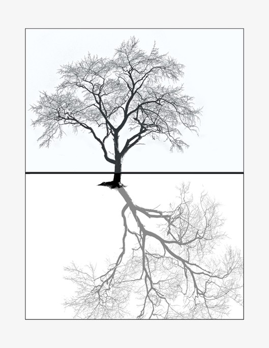 A-tree-and-a-shadow,-November-2014_B010052